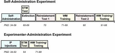 Consequences of Adolescent Exposure to the Cannabinoid Receptor Agonist WIN55,212-2 on Working Memory in Female Rats